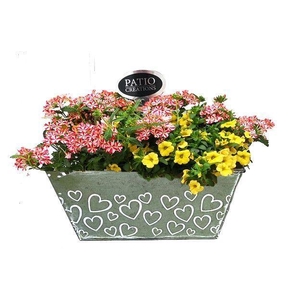 Arr.   Perkplanten L%