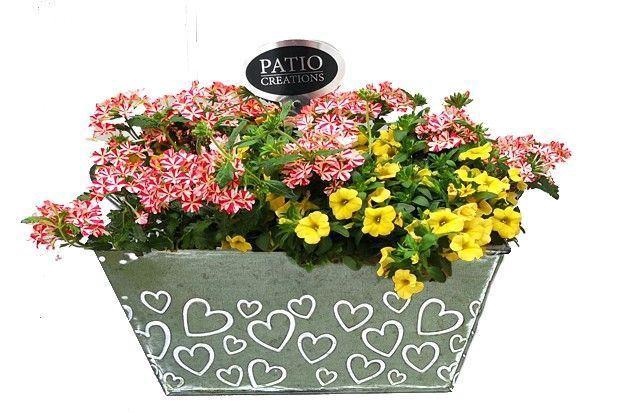 <h4>Arr.   Perkplanten L%</h4>