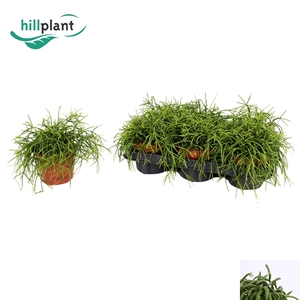 RHIPSALIS BA OASIS