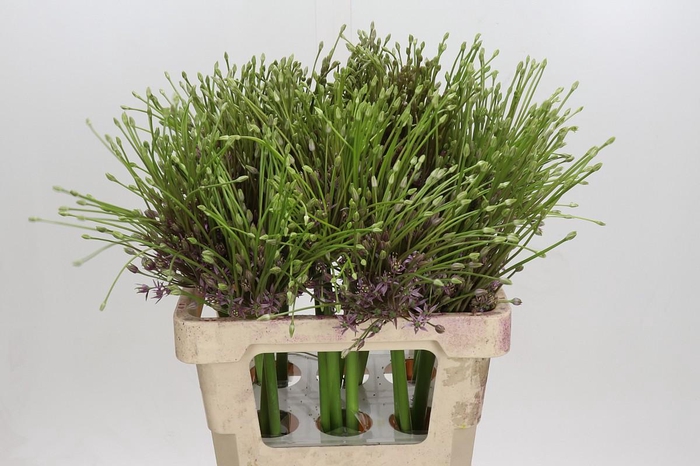 <h4>Allium Schubertii</h4>