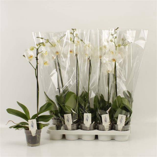 <h4>PHAL OV WIT</h4>