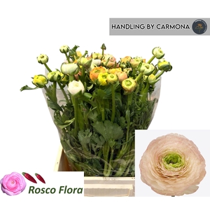 RANUNCULUS OV