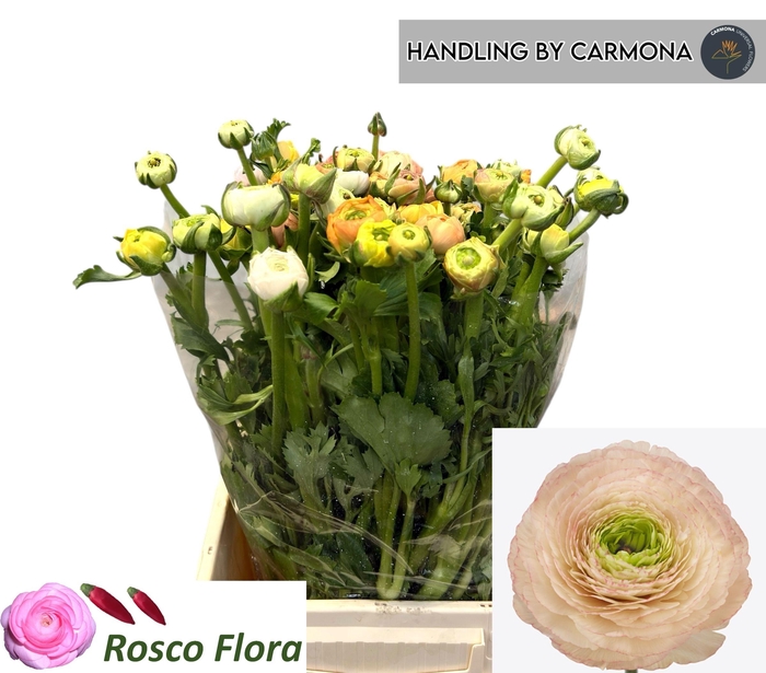 <h4>RANUNCULUS OV</h4>