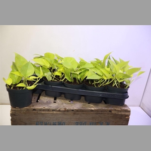 Epipr Golden Pothos