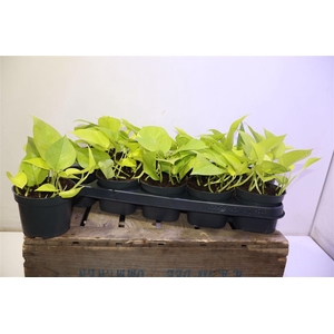 Epipr Golden Pothos