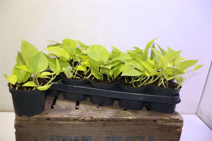 <h4>Epipr Golden Pothos</h4>