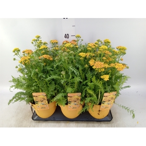 Achillea millef.