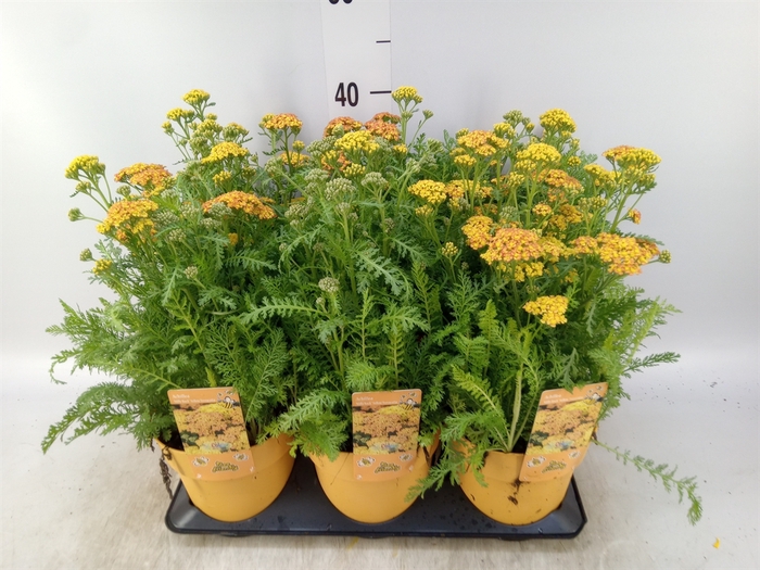 <h4>Achillea millef.</h4>