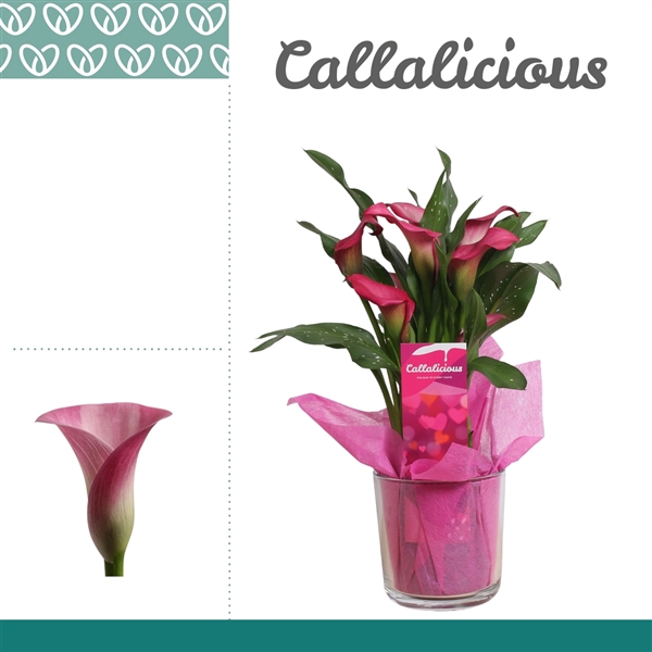 <h4>Zantedeschia Roze in Claudia glas LOVE</h4>