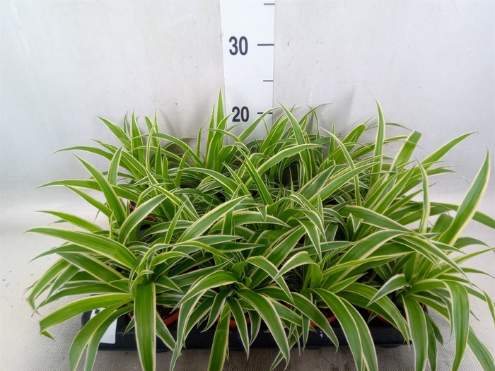 <h4>Chlorophytum com. 'Ocean'</h4>