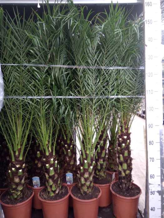 <h4>Phoenix roebelenii</h4>