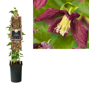 Clematis cirrhosa 'Landsdowne Gem' +3.0 label