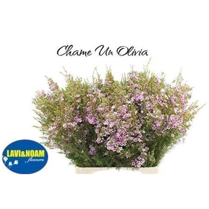 Chame Un Olivia