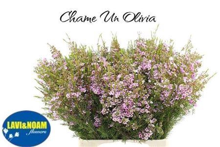 <h4>Chame Un Olivia</h4>