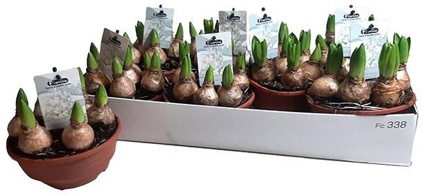 <h4>HYACIN WHITE PEARL</h4>