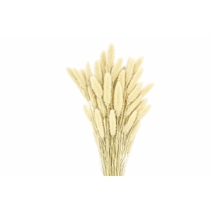 Dried Setaria X5 Frosted White Bunch