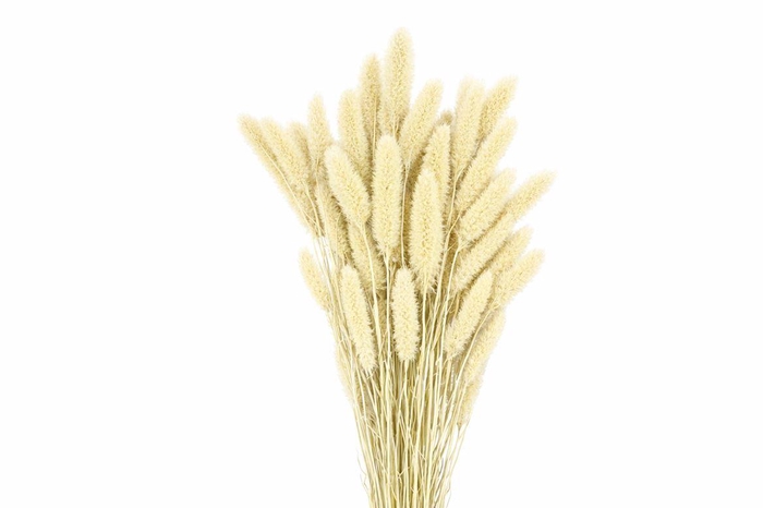 <h4>Dried Setaria X5 Frosted White Bunch</h4>