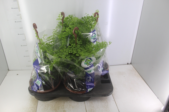 <h4>AVENCA VARIADA C21</h4>