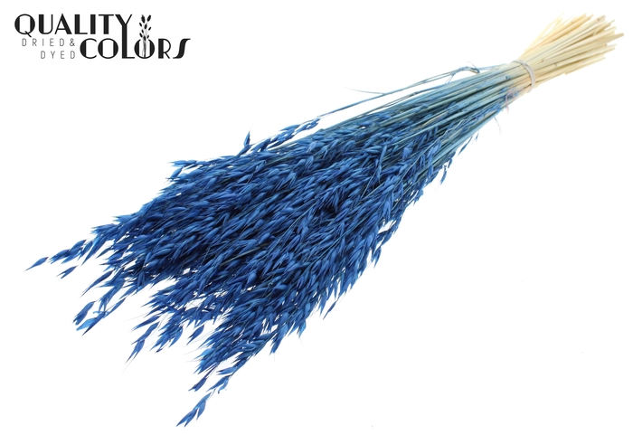 Avena per bunch Bleached Blue