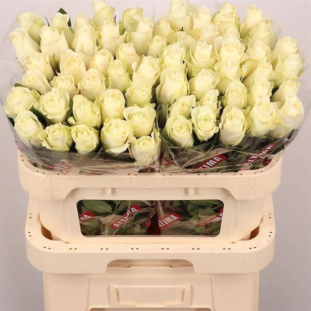 <h4>R GR ALBATROS</h4>