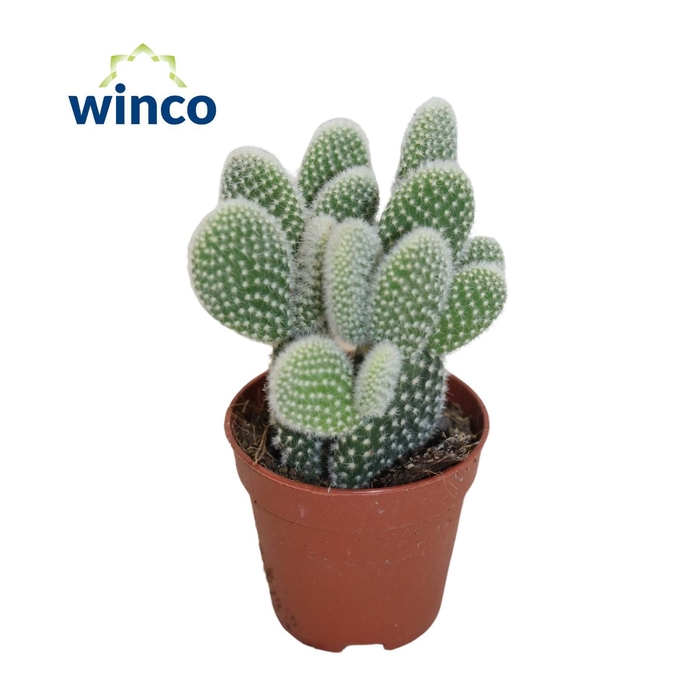 <h4>OPUNTIA MICRODASYS</h4>