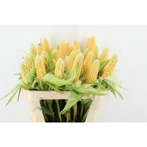 ZEA MAYS TAK