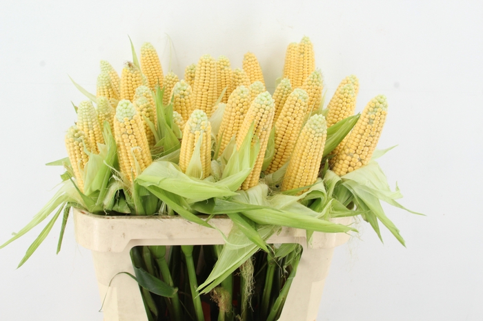 <h4>ZEA MAYS TAK</h4>
