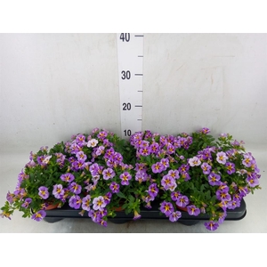 Calibrachoa  'Rave Violet'