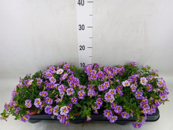 <h4>Calibrachoa  'Rave Violet'</h4>