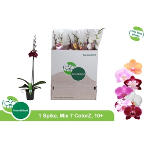 PHAL GEM 7 KL