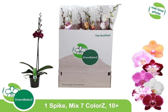 <h4>PHAL GEM 7 KL</h4>