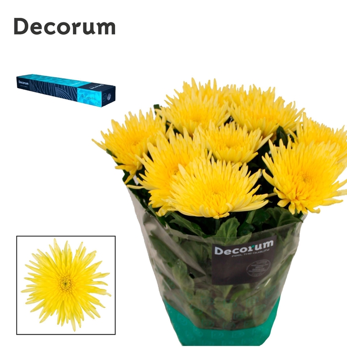 <h4>Chrysanthemum PL 'Anast Sunny'</h4>