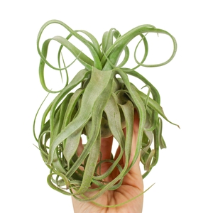 Tillandsia streptophylla large