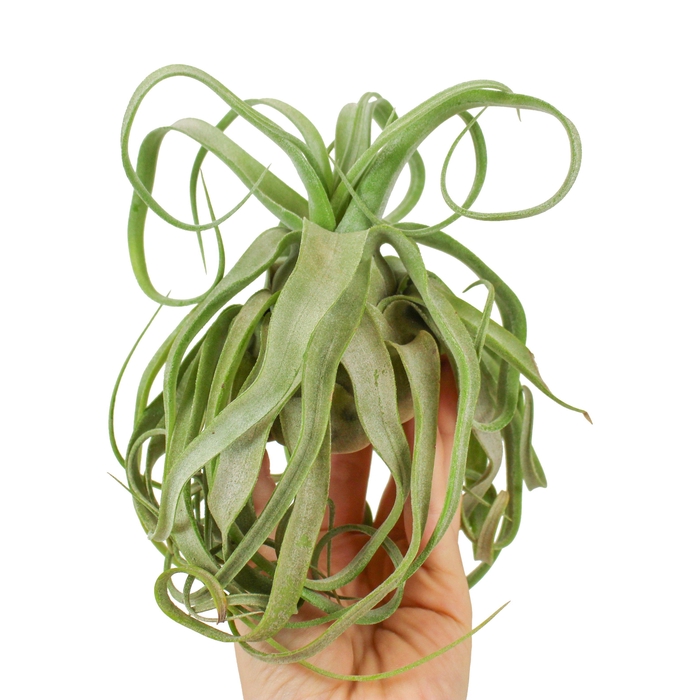 <h4>Tillandsia streptophylla large</h4>