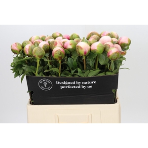 Paeonia Colonel Owen Cousins
