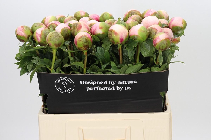 <h4>Paeonia Colonel Owen Cousins</h4>