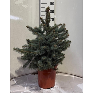 PICEA PU SUPER BLUE