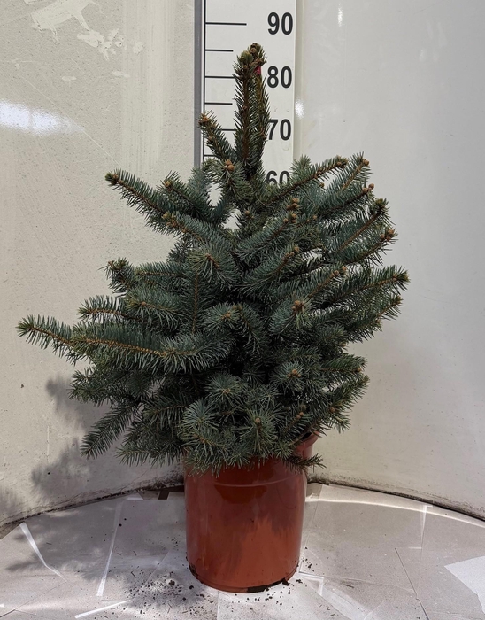 <h4>PICEA PU SUPER BLUE</h4>