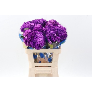 Hydr Purple Tinted Sel