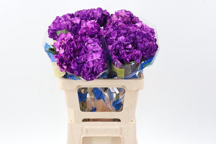 <h4>Hydr Purple Tinted Sel</h4>