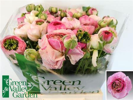 <h4>Ran Nl. Porcelaine Super</h4>