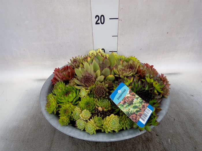 Sempervivum   ...