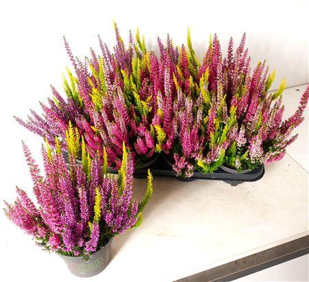 <h4>Callu Bl Milca Gem</h4>