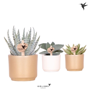 Kolibri Greens Succulenten mix in Simplicity pot mix