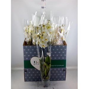 Phalaenopsis   ...white