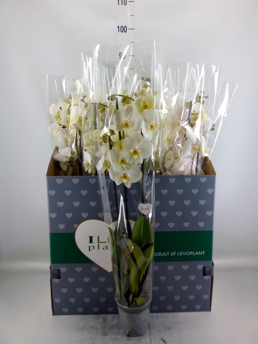 <h4>Phalaenopsis   ...white</h4>