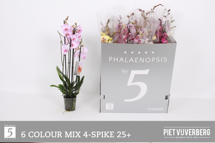 <h4>PHAL GEM 6 KL</h4>