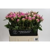 Paeonia Dr Alexander Fleming