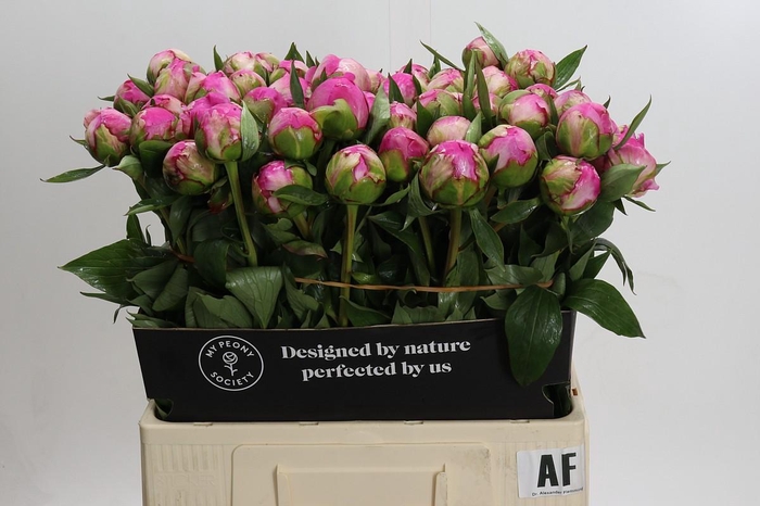 <h4>Paeonia Dr Alexander Fleming</h4>