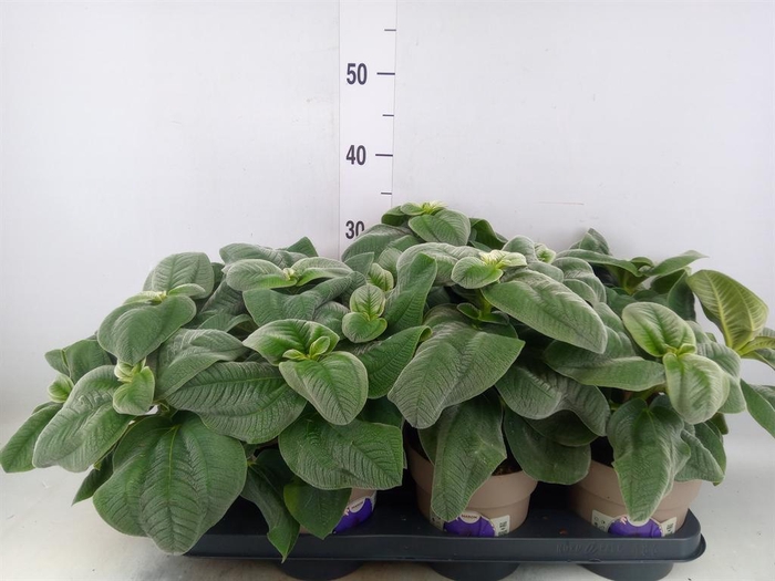 <h4>Tibouchina urvilleana 'Rich Blue'</h4>